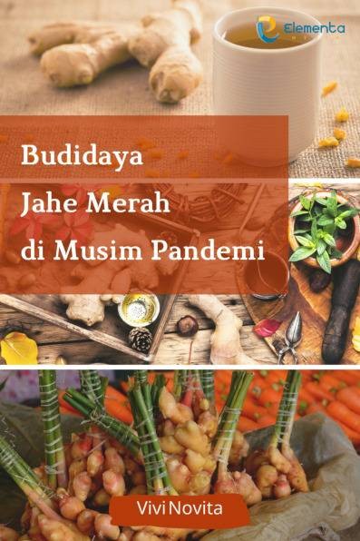 Budidaya Jahe Merah di Musim Pandemi